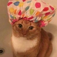 Кротега Сирея