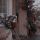 albina_17