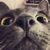 Uma