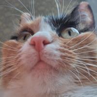 😼