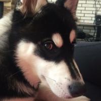 Дария Алексеева