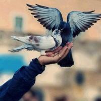 айшат