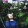 liya_magno