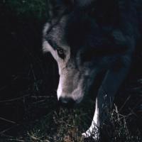 Riding Hood