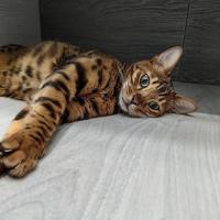 Leo