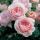 annushka_