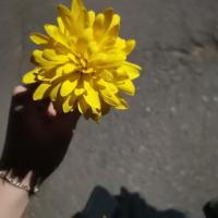 Djannat