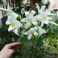 Евгения