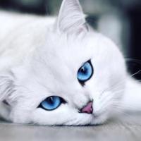 Милана