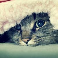 Marsy
