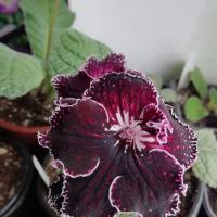 Марина