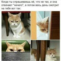 pipi