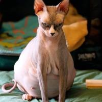 Анна
