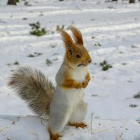 Олька