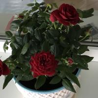 Катерина