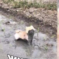 Дарья
