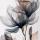 asyaa_p