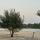 shedasha