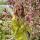 sweet_visborn