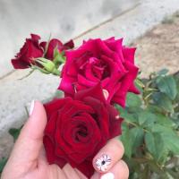 Жаркынай Суйенгали 
