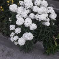 Зули