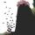 salisha_
