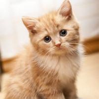 МилаяМила