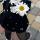 saika__