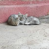 Аська 