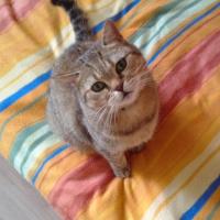 nata-linka