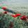 yuliya7kerch
