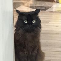 Ari
