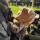alina_228.dima