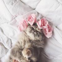 Apelya
