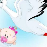 The Pomegranate flower