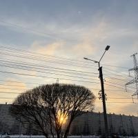 птица вольная