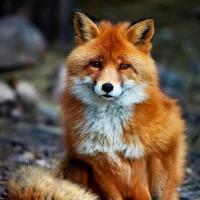 Foxi