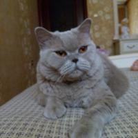 Елена Быкова