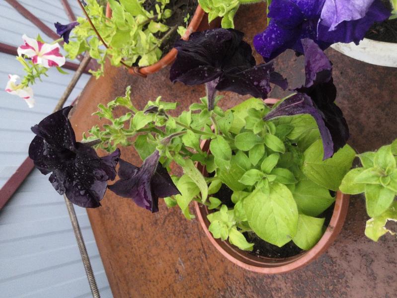 post image 5