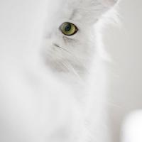 Varya