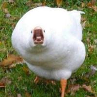 ида