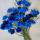 lolly_holly