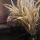 fatima_psy