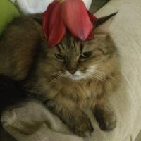 Юлия