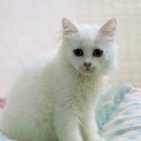 Ракель 