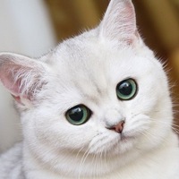 Лилия