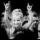 anytochkins10