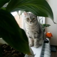 Алекса
