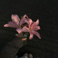 mira