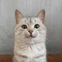 вика